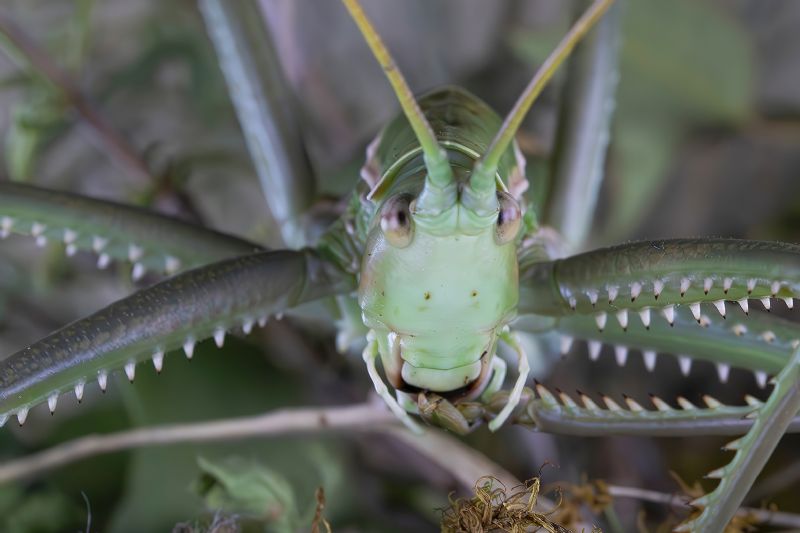 Tettigoniidae - Saga pedo